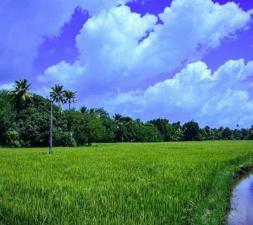 Reice Bowl of Kerala - Kuttanad