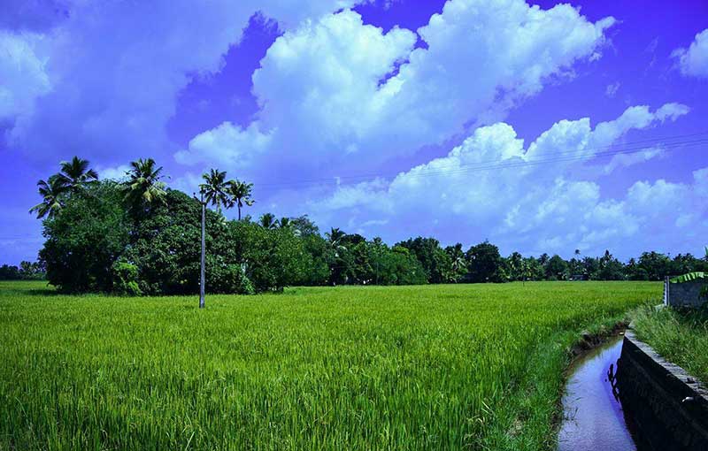 Reice Bowl of Kerala - Kuttanad